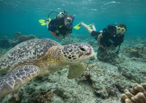 Playa Del Carmen: Extreme Cozumel Diving by Speed Boat - Frequently Asked Questions