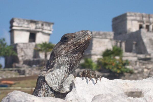 Playa Del Carmen: Extreme High End Atv, Cenote & Tulum Ruins - Language Options
