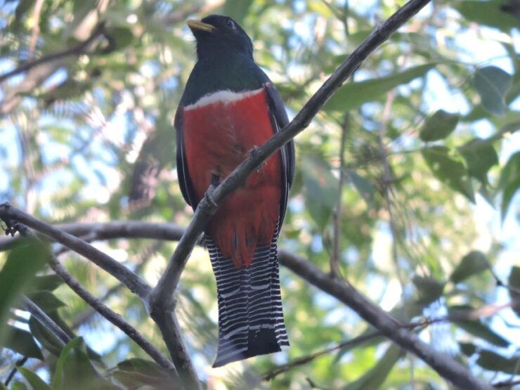 Playa Del Carmen: Guided Birdwatching Hike - Activity Details