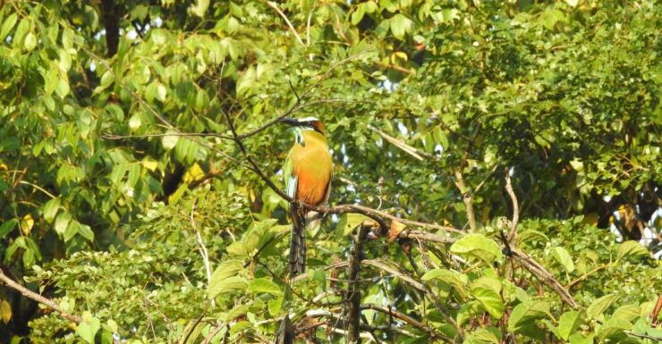Playa Del Carmen: Guided Birdwatching Hike - Experience Highlights
