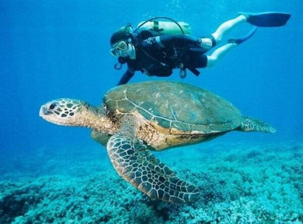 Playa Del Carmen: Guided Cenote Diving Adventure - Comfortable Water Temperature
