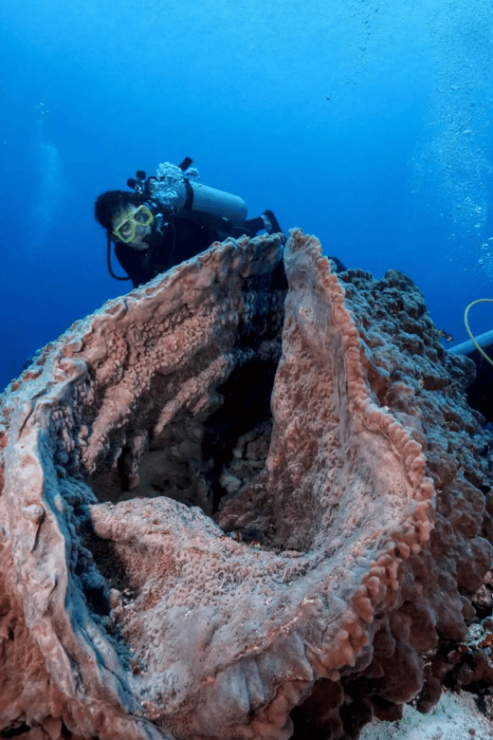 Playa Del Carmen: Guided Reef Diving for All Skill Levels - Good To Know