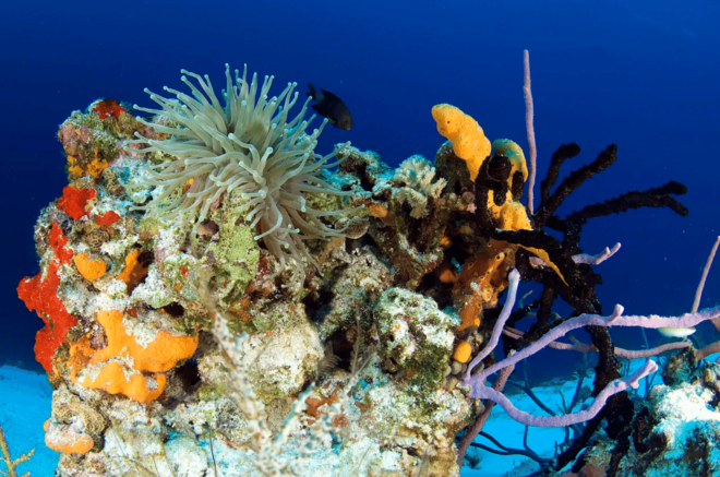 Playa Del Carmen: Guided Reef Diving for All Skill Levels - Booking and Cancellation Policy