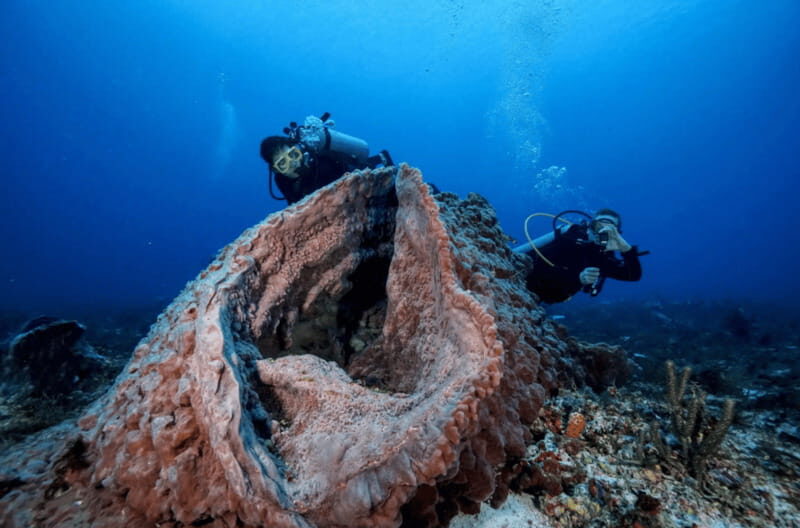 Playa del Carmen: Guided Reef Diving for Certified Divers - Who Will Love This Tour?