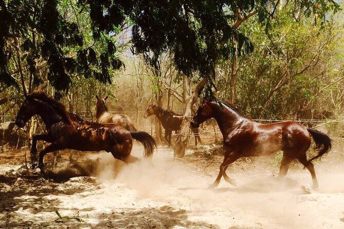 Playa Del Carmen Horseback Riding at Rancho Baaxal  - Punta Sam - Horseback Riding Experience
