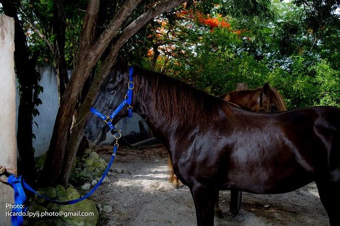 Playa Del Carmen Horseback Riding at Rancho Baaxal  - Punta Sam - Non-Violent Training Methods