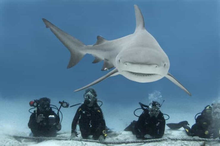 Playa Del Carmen: Insane Bull Shark Dive Adventure - Diving Experience