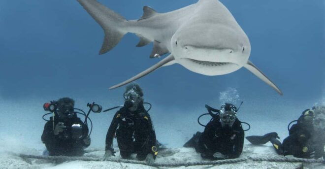 Playa Del Carmen: Insane Bull Shark Dive Adventure - Educational Insights