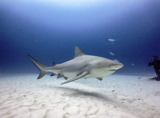 Playa Del Carmen: Insane Bull Shark Dive Adventure - Included in the Price