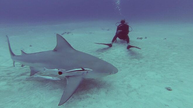 Playa Del Carmen: Insane Bull Shark Dive Adventure - Preparing for the Dive