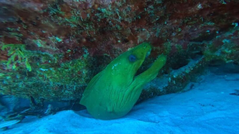 Playa del Carmen: Introductory Scuba Diving at Coral Reefs - Good To Know