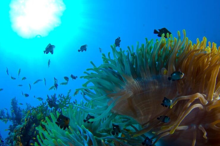 Playa Del Carmen: Local Reef Diving in Riviera Maya - Good To Know