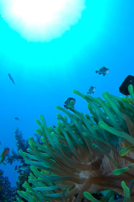 Playa Del Carmen: Local Reef Diving in Riviera Maya - Instructors and Support