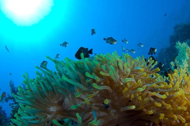 Playa Del Carmen: Local Reef Diving in Riviera Maya - Inclusions and Equipment Rental