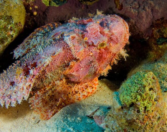 Playa Del Carmen: Local Reef Diving in Riviera Maya - Meeting Point and Availability