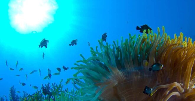 Playa Del Carmen: Local Reef Diving in Riviera Maya - Instructors and Support
