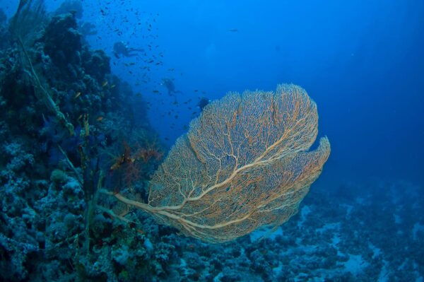 Playa Del Carmen: Local Reef Diving in Riviera Maya - What to Bring