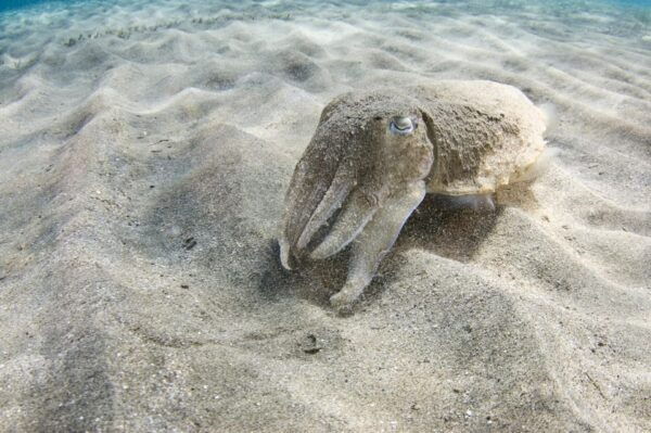 Playa Del Carmen: Local Reef Diving in Riviera Maya - Booking and Cancellation Policy