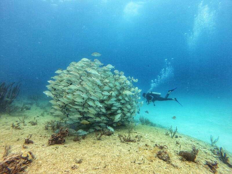 Playa del Carmen: MamaViña Wreck & Reef for Certified Divers - Good To Know