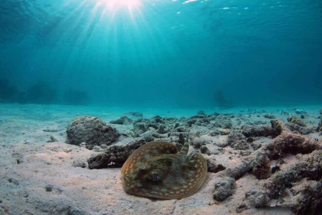 Playa Del Carmen: Mayan Adventour & Snorkeling in Cenote - Meals and Refreshments