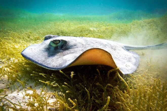 Playa Del Carmen: Mayan Adventour & Snorkeling in Cenote - Pickup Location and Duration