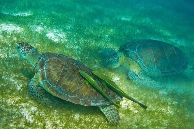 Playa Del Carmen: Nature Underground Cenote & Turtle Swim - Restrictions