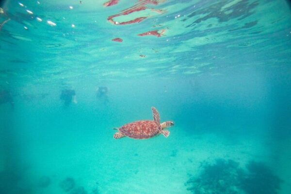 Playa Del Carmen: Nature Underground Cenote & Turtle Swim - Frequently Asked Questions