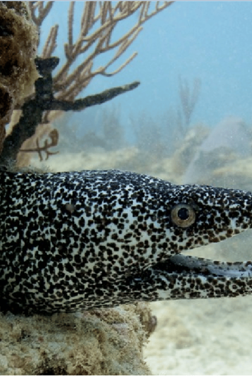Playa Del Carmen: Ocean Dive Tour - Diving Experience
