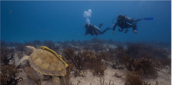 Playa Del Carmen: Ocean Dive Tour - Inclusions
