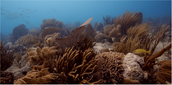 Playa Del Carmen: Ocean Dive Tour - Booking Flexibility