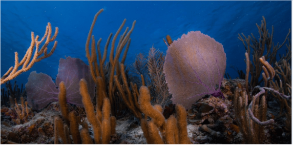 Playa Del Carmen: Ocean Dive Tour - Explore Mesoamerican Reef