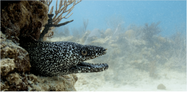 Playa Del Carmen: Ocean Dive Tour - Experienced Guides for Secure Dive