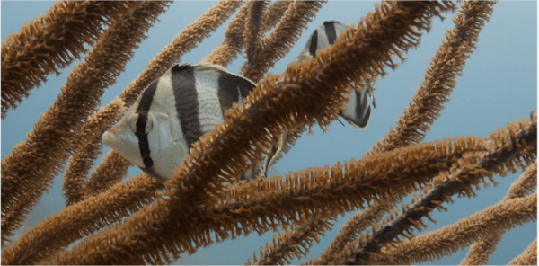 Playa Del Carmen: Ocean Dive Tour - Frequently Asked Questions