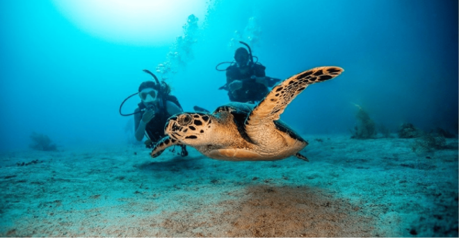 Playa Del Carmen: Open Water Diver Course - Theoretical Sessions