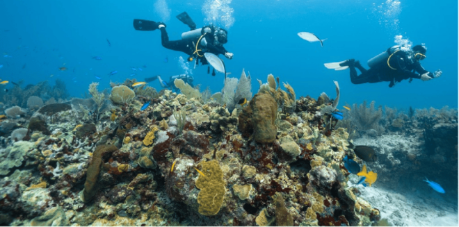 Playa Del Carmen: Open Water Diver Course - Pool Sessions