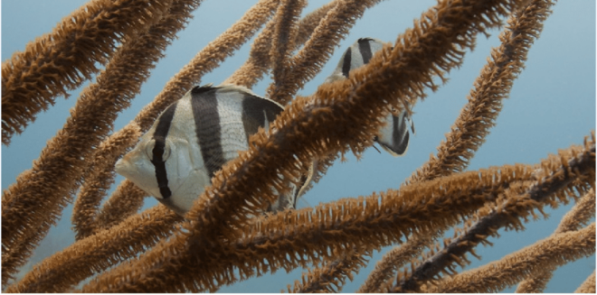 Playa Del Carmen: Open Water Diver Course - Ocean Dives