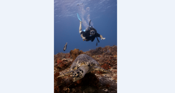 Playa Del Carmen: Open Water Diver Course - Diving Experience