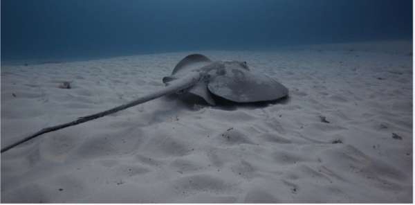 Playa Del Carmen: Open Water Diver Course - Frequently Asked Questions