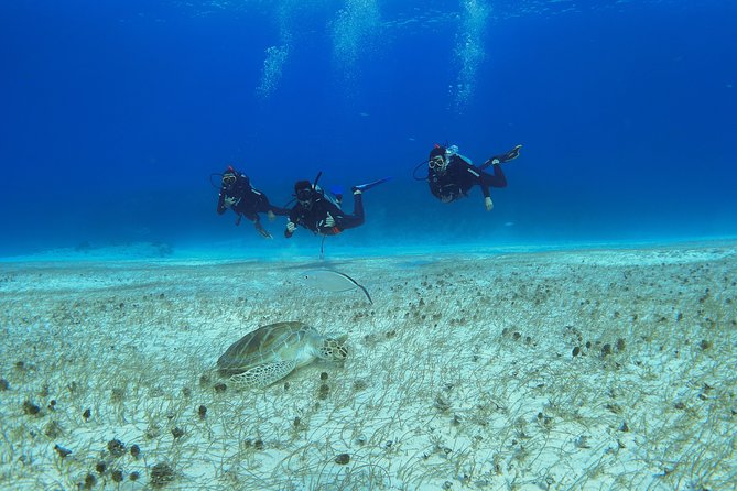 Playa Del Carmen Private Basic Diver Baptism Experience - Course Details