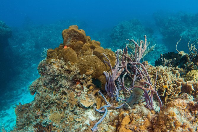 Playa Del Carmen Private Basic Diver Baptism Experience - Cancellation Policy