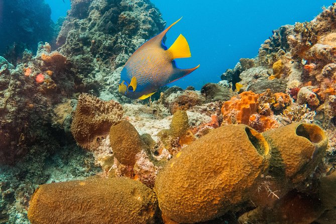 Playa Del Carmen Private Basic Diver Baptism Experience - Background