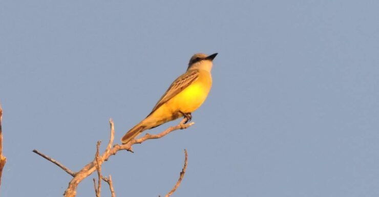 Playa Del Carmen: Private Morning Birdwatching Tour - Unforgettable Morning Experience