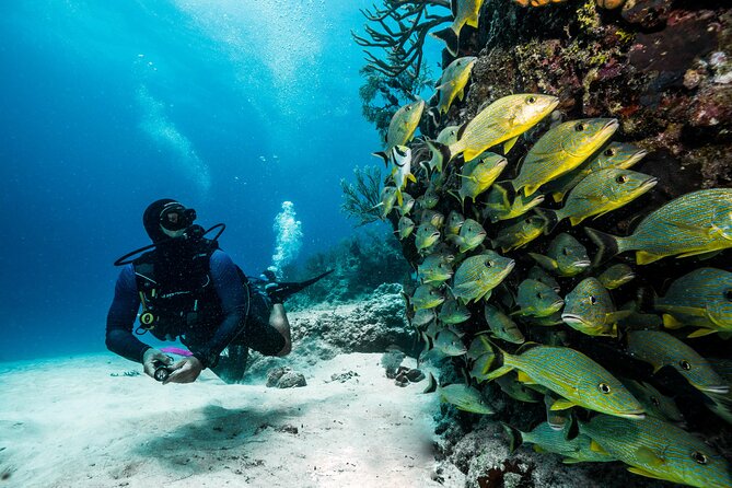 Playa Del Carmen Private Scuba Diving Tour - Cancellation Policy and Refund Details