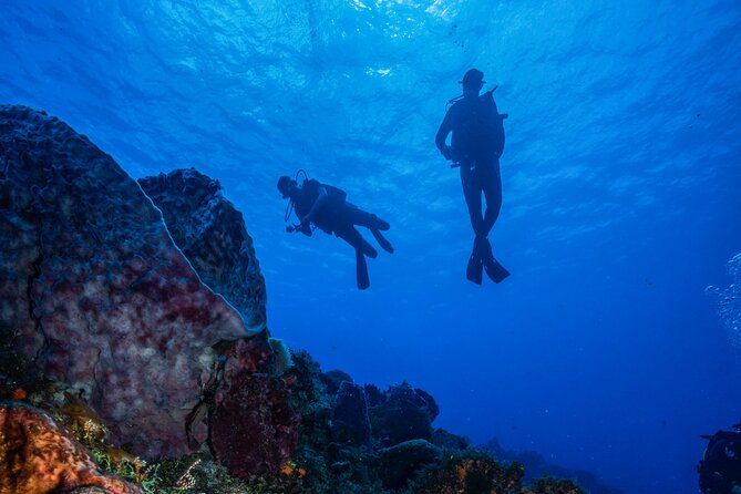 Playa Del Carmen Private Scuba Diving Tour - Common Questions