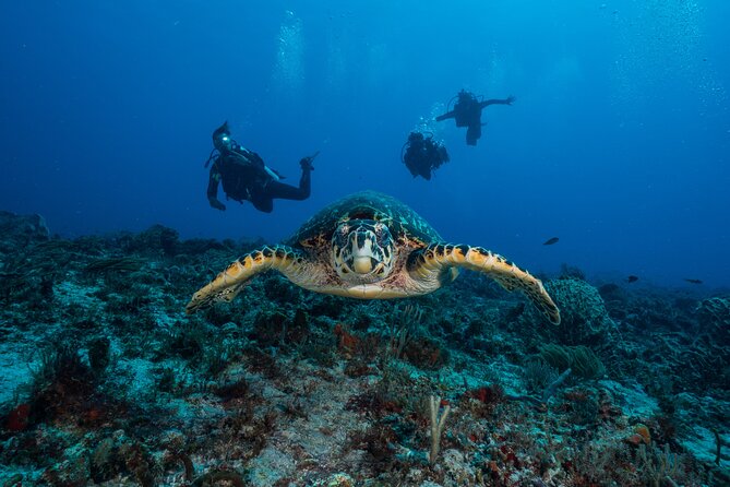 Playa Del Carmen Private Scuba Diving Tour - The Sum Up