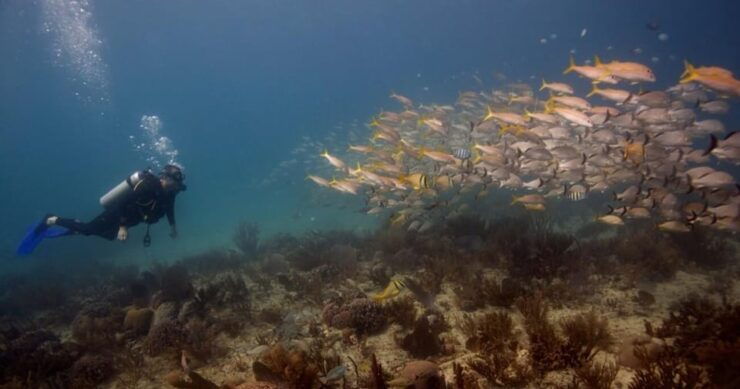 Playa Del Carmen: Refresher Dive - Good To Know