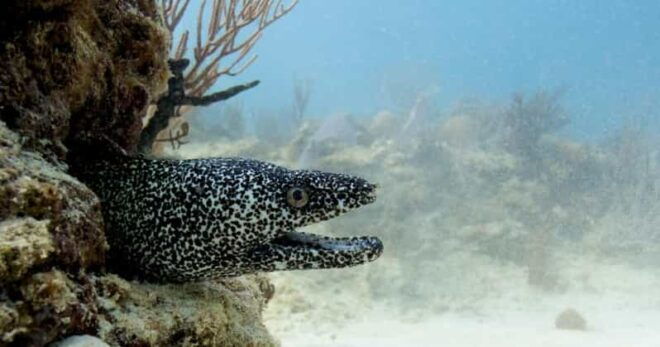 Playa Del Carmen: Refresher Dive - Program Structure