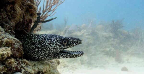 Playa Del Carmen: Refresher Dive - What to Bring
