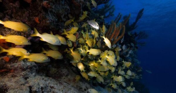 Playa Del Carmen: Refresher Dive - Safety Precautions