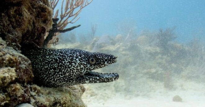 Playa Del Carmen: Refresher Dive - Program Structure